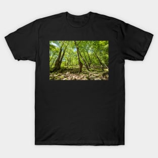 Beech forest and hiking trail T-Shirt